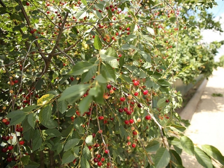 Волгоградцы поделились советами, как защитить урожай вишни и черешни от птиц