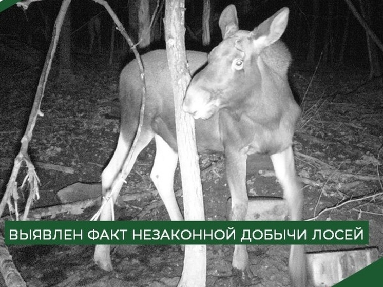 В Нижнеломовском районе ищут браконьеров, незаконно добывших трёх лосей