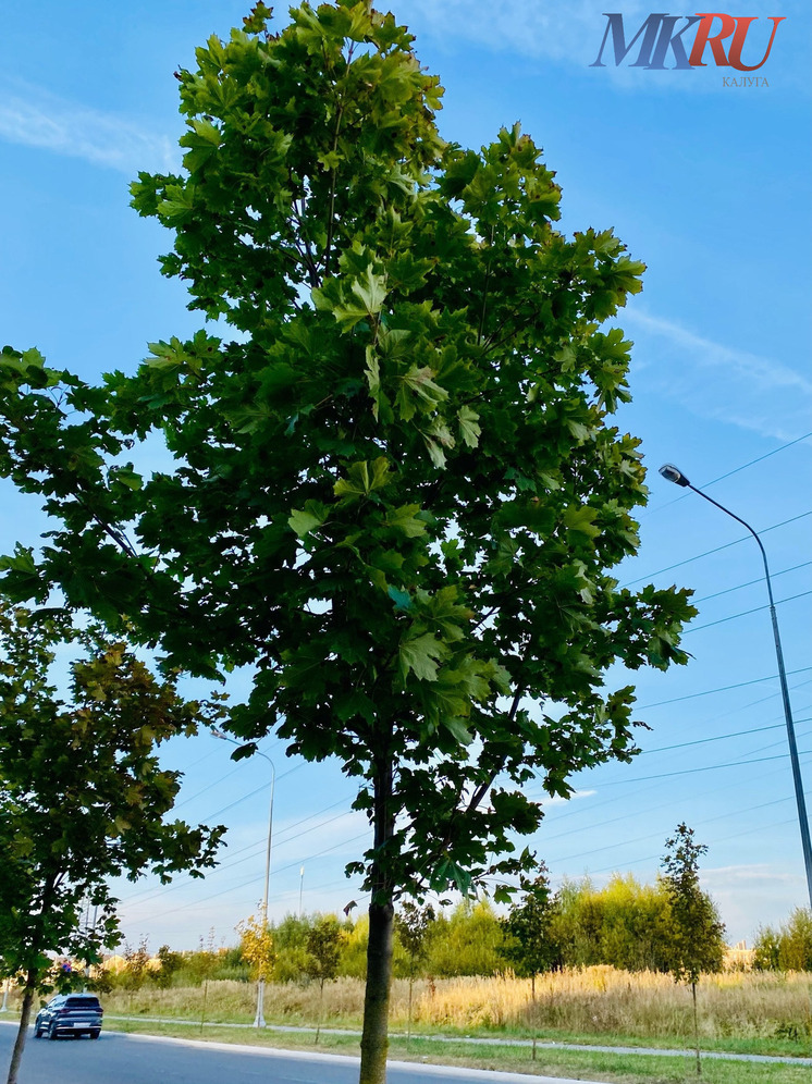 В горуправе рассказали, какие участки озеленят на правом берегу Калуги
