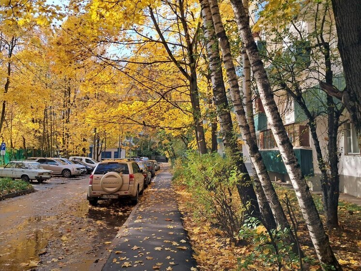 Автоэксперт рассказал об опасностях на дорогах из-за мокрой листвы