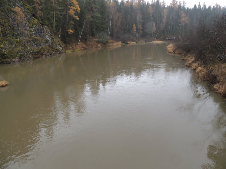 37 тысяч рыб массой в 1,3 тонны погибло в свердловской реке