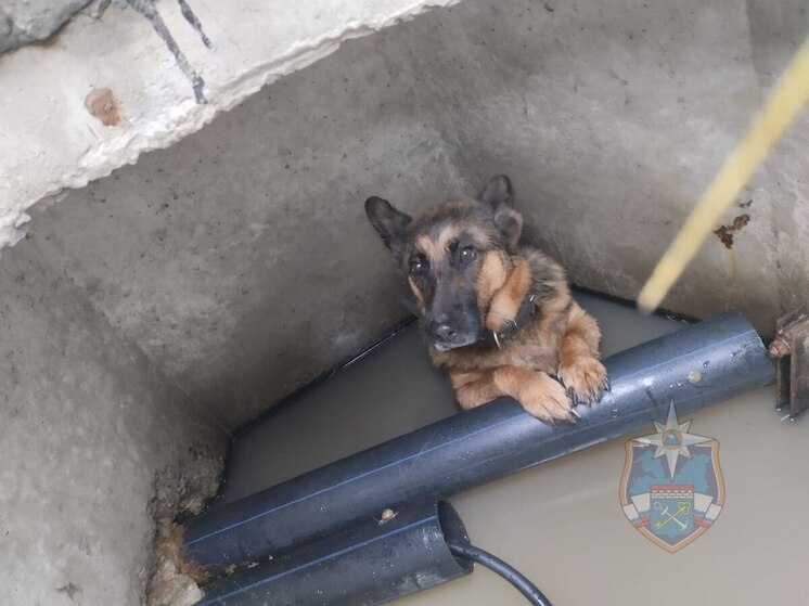 Спасатели вытащили собаку, упавшую в колодец в поселке Ям-Ижора