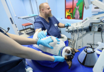 Хозяевам собаки, которой была проведена некачественная стерилизация, удалось добиться компенсации ущерба от частной ветклиники через суд