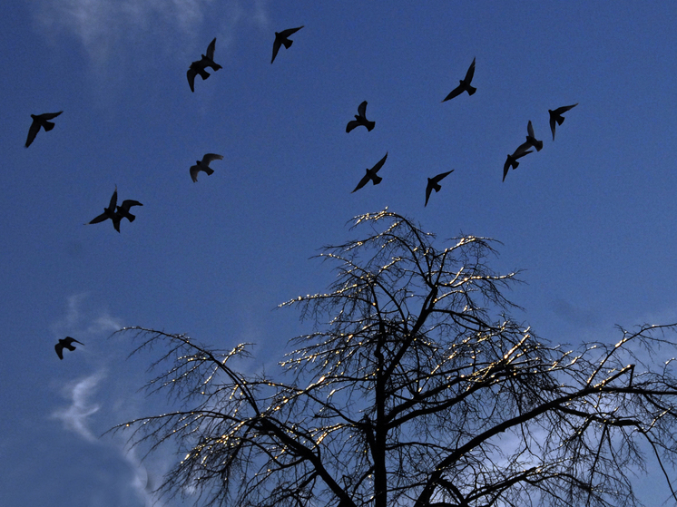 Подмосковные орнитологи дали старт всероссийскому учету птиц