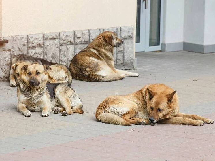 В районе Калмыкии объявили отлов бродячих собак