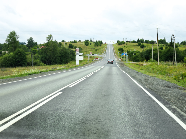 Из-за строительства трассы на Урале звери начали заходить в города