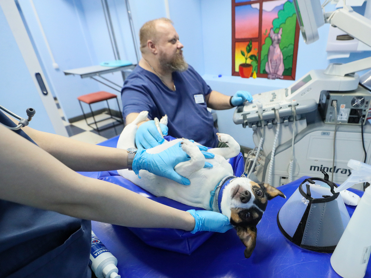 Собаке по кличке Берта ветеринары забыли удалить яичник