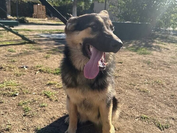 Ессентуки отправили на передовую 6 тонн гуманитарной помощи и 100 кг корма для служебных собак