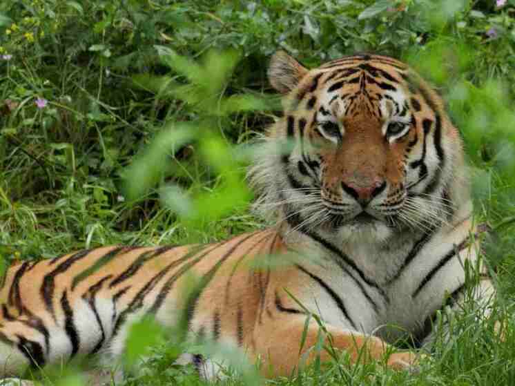 Исследования проводились в Арктике, на Дальнем Востоке и в Сибири