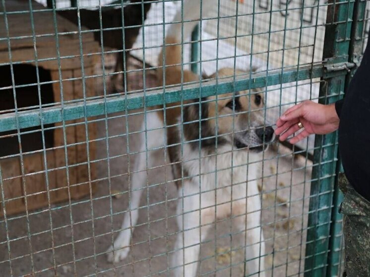 В Северной Осетии нашли новых хозяев для шести бездомных собак