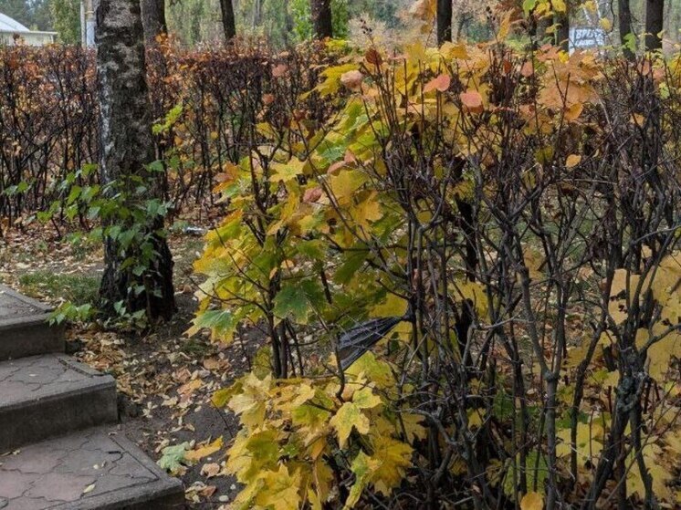 На Лесном кладбище в Воронеже создадут Аллею Памяти