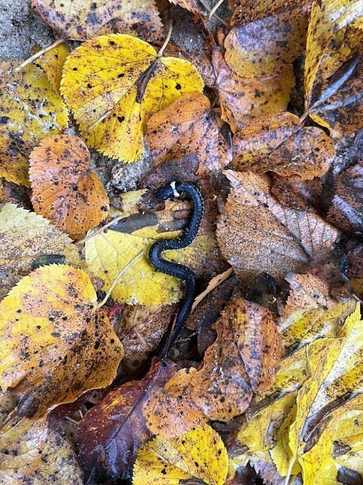 У подмосковных змей началась коллективная зимняя спячка