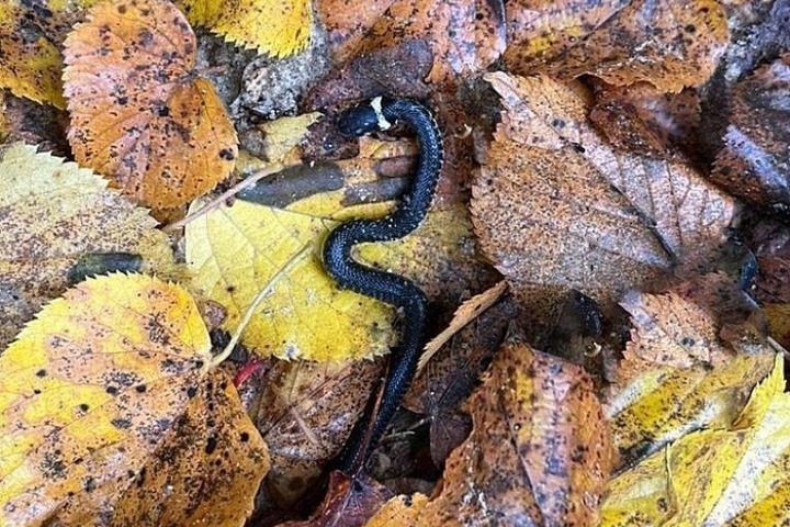 Змеи в Подмосковье впали в коллективный анабиоз