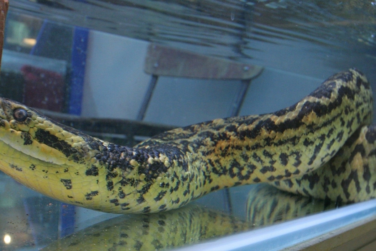 Anaconda di 5 metri trovata in piscina pubblica in Brasile: le autorità intervengono per garantire la sicurezza pubblica