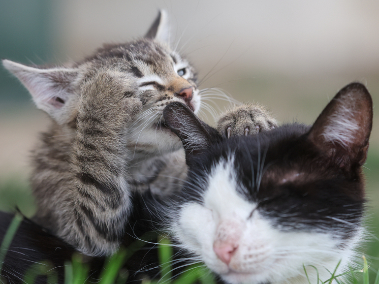 Un tribunale ha ordinato a un residente di Istanbul di pagare gli alimenti alla sua ex moglie per il mantenimento dei loro gatti.