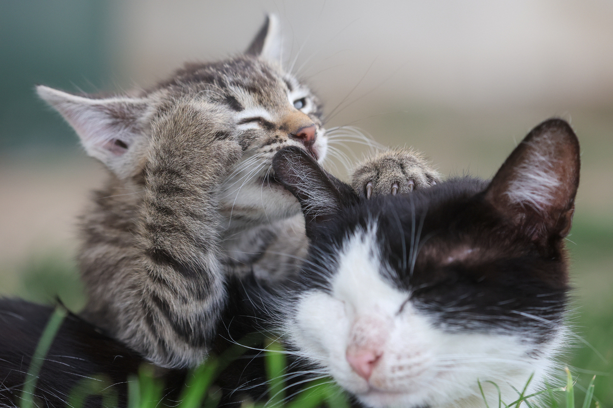 Мужчина планирует платить кошкам алименты после развода с женой 10 лет