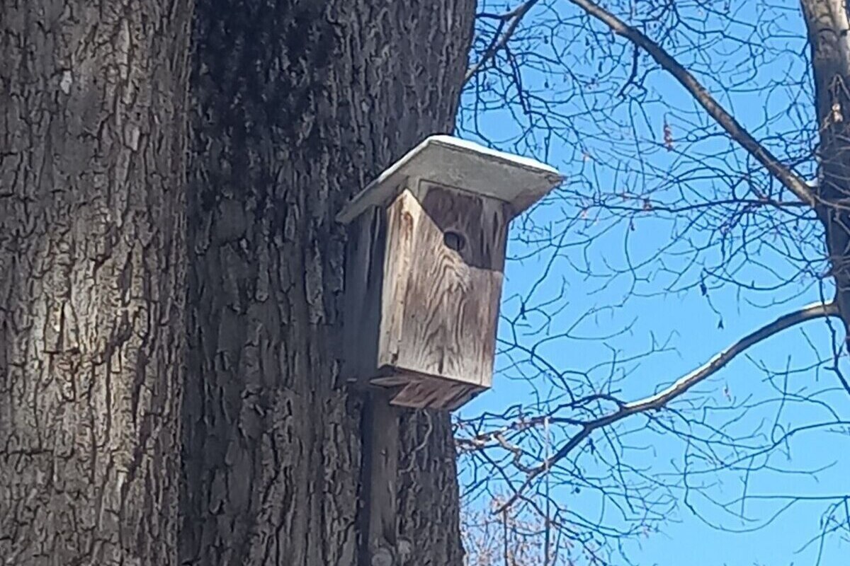 Ставропольцы присоединились к всероссийской переписи воробьёв