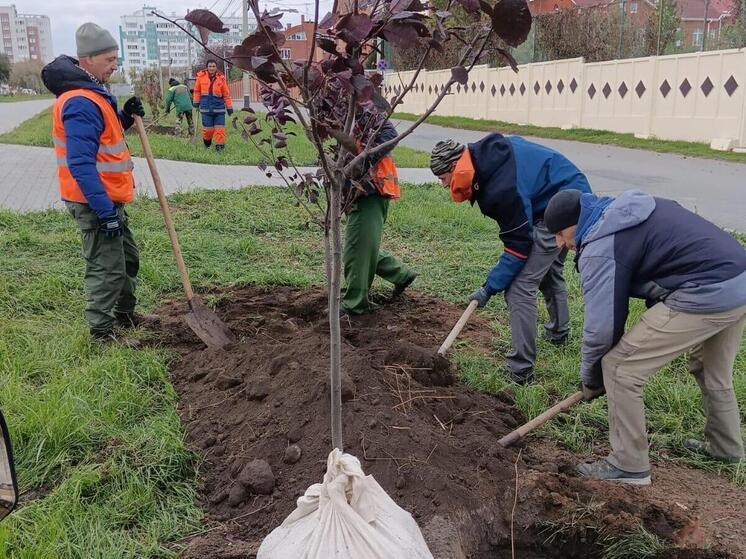 На Левом берегу Омска высадили 230 яблонь