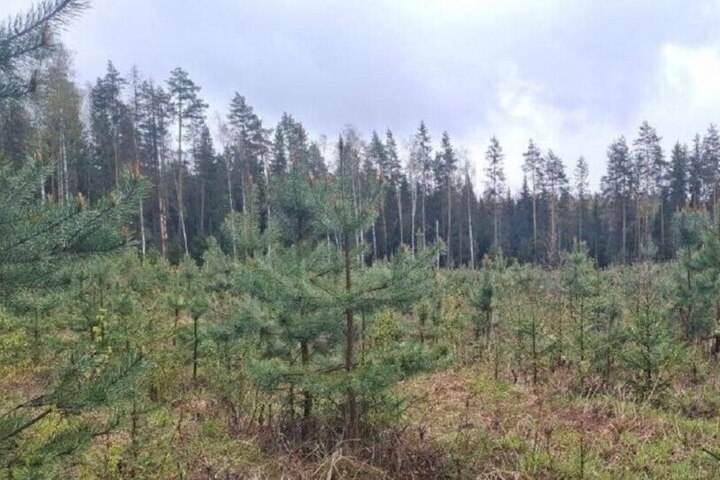 Комитет лесного хозяйства Подмосковья объявил о I класс пожарной опасности на ближайшие дни