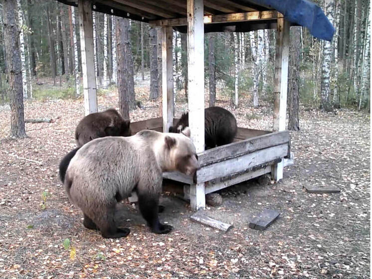 В лесах Марий Эл медведи начинают готовиться к спячке