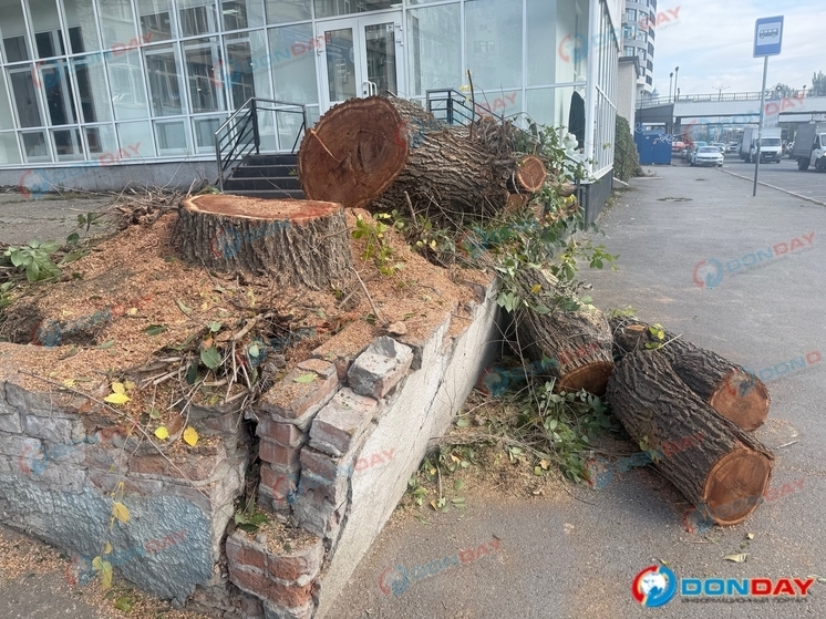 Ростовчан взволновала вырубка деревьев на Береговой