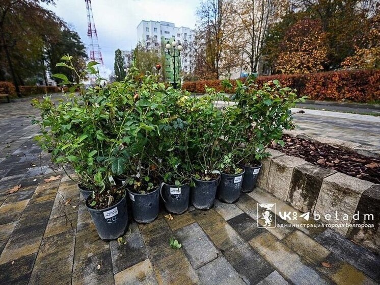 Белые, персиковые и розовые: на бульваре Первого Салюта Белгорода высадят 500 роз