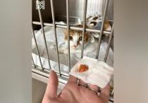 Кот-рецидивист вновь угодил на операционный стол к столичным ветеринарам