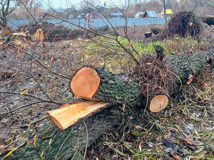 Мэрия Казани отреагировала на незаконную вырубку деревьев в Русско-Немецкой Швейцарии