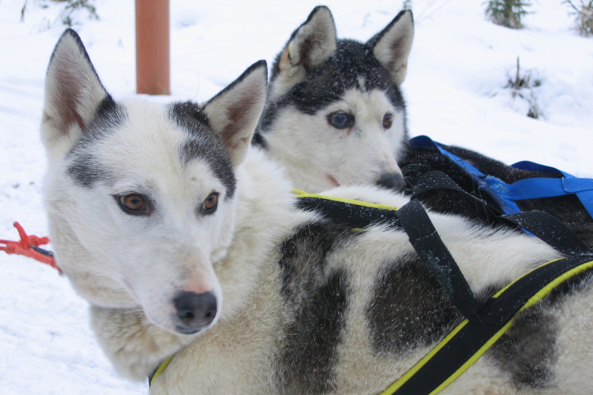 После потери российских туристов Финляндия решила сделать ставку на американцев