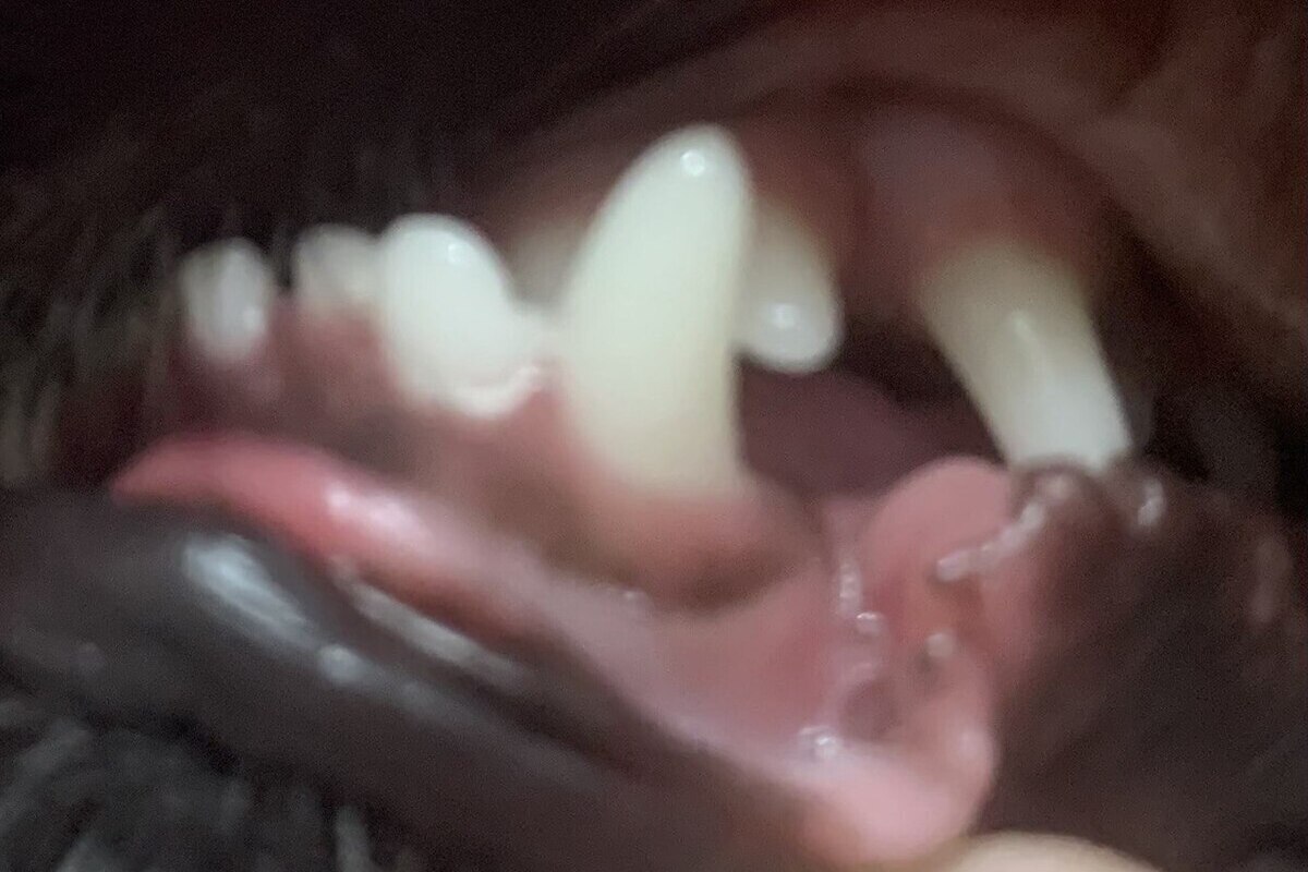 Еще одно «бешеное» село обнаружили в Воронежской области