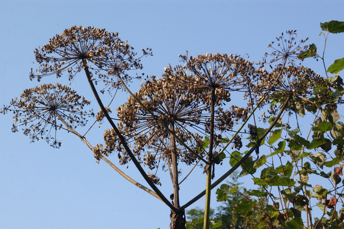 Russia introduce obbligo di lotta contro il borščevik sui terreni privati a partire dal 2026 per proteggere ambiente e salute pubblica