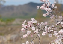 Сегодня, в рамках образовательного марафона «Краеведческие недели» «МК в Бурятии» расскажет о Мухоршибирском районе - родине автора великого романа "Жестокий век"