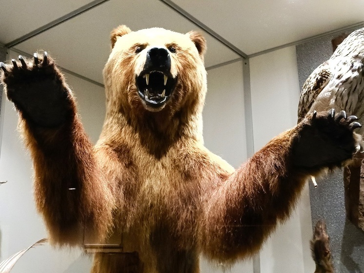 Жителя Асбеста перепутали с медведем и застрелили