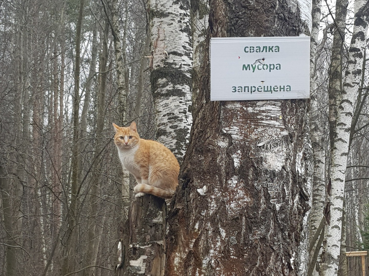 В Костроме сервис "Народный инспектор" помогает бороться с правонарушениями