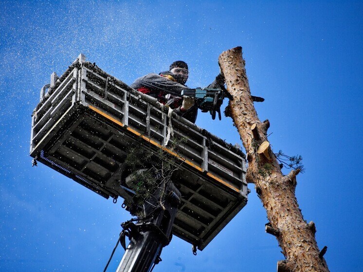 «74.ру»: в Челябинске ради тротуара к миграционному центру вырубили целую аллею