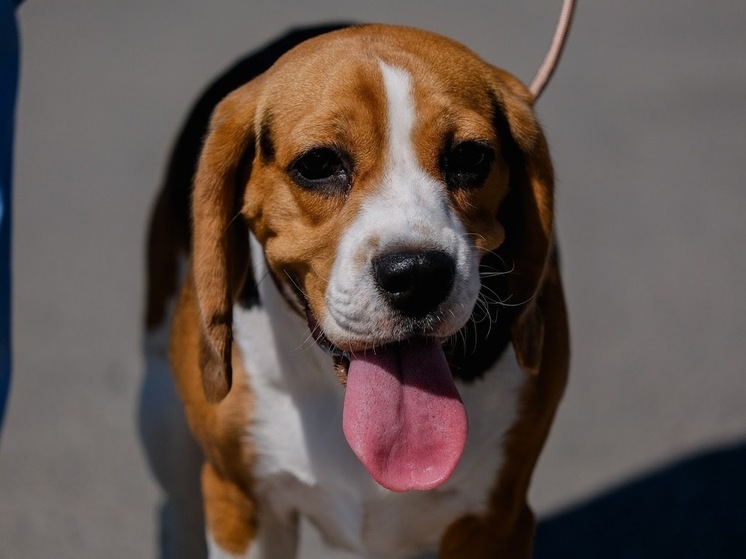 Волгоградцам рассказали, как воспитать преданную собаку