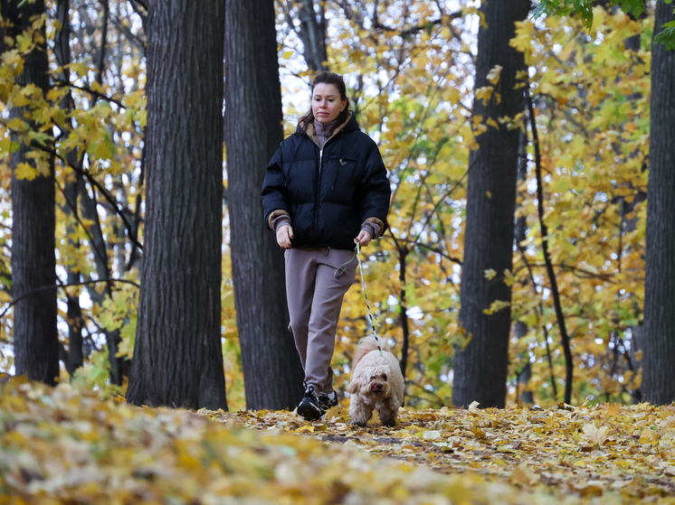 Раскрыто, какие новые обязанности введут для владельцев домашних животных в РФ
