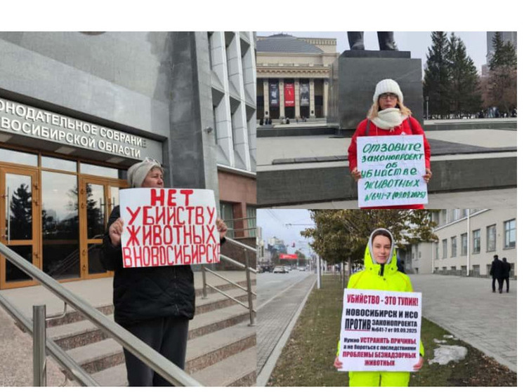 Новосибирские зоозащитники вышли на пикеты против закона об эвтаназии животных