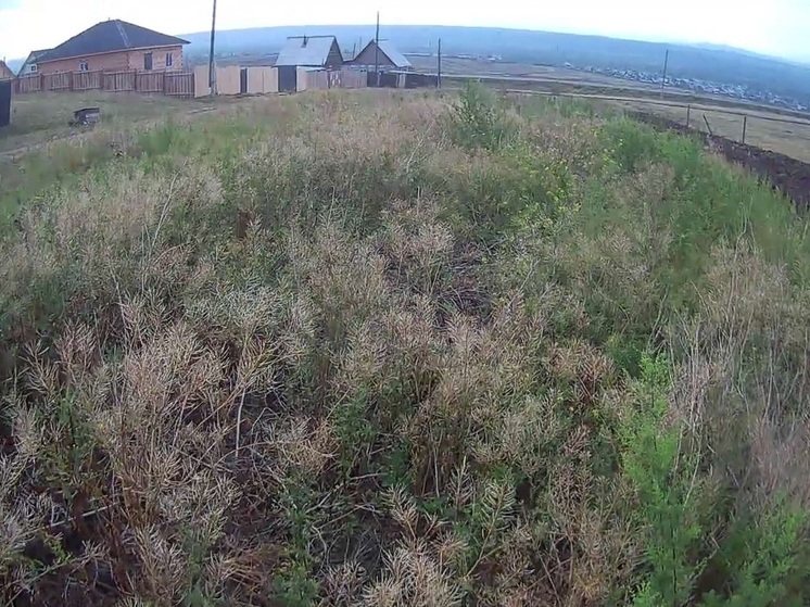 В пригороде Улан-Удэ введено в оборот около 400 гектаров сельхозземель