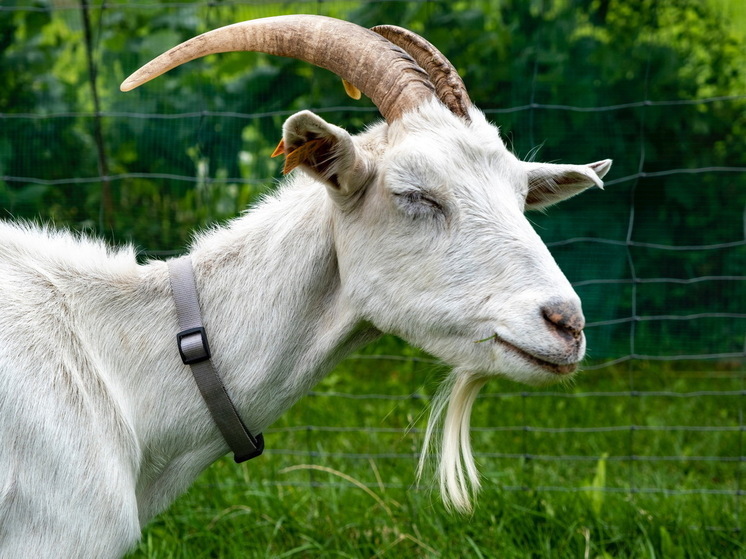 Беспилотники выявили нарушения на трех сельхозпредприятиях Марий Эл