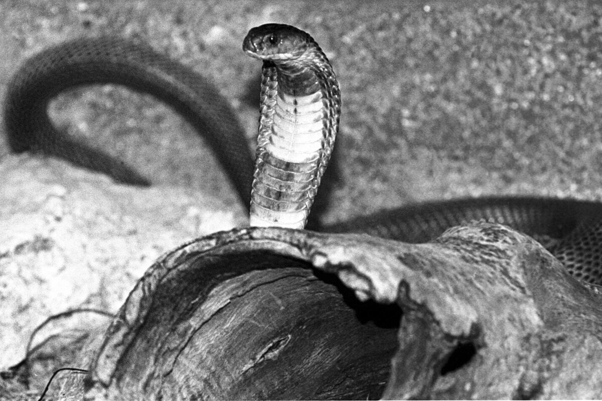 Мужчина погиб после укуса за гениталии