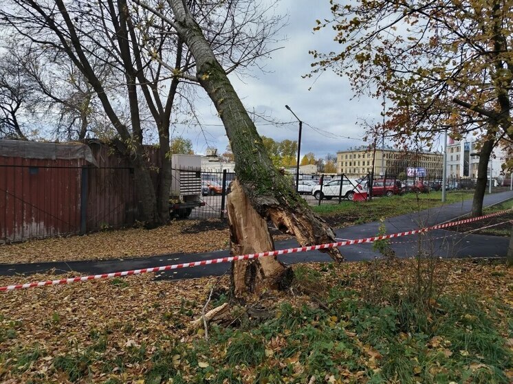 В Зеленоградске ради стройки вырубят 24 дерева