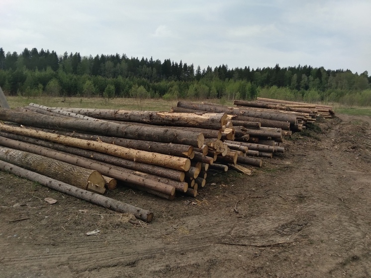С Урала контрабандой пытались вывезти 2 тысячи кубометров лесоматериалов
