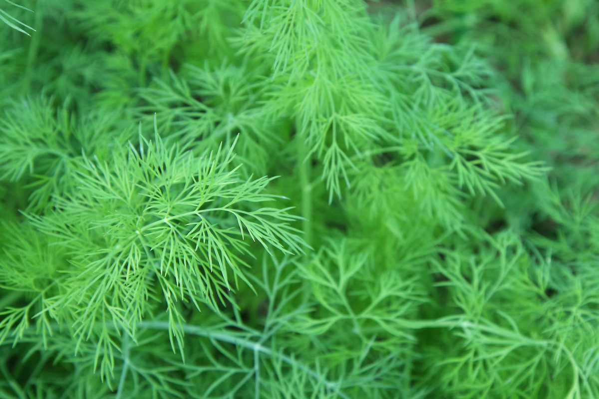 Perdita di peso sana: come Sof'ja Zajka è riuscita a perdere 20 chili con deficit calorico e stile di vita equilibrato