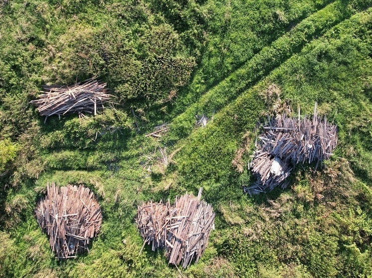 В Марий Эл выявлена нелегальная свалка древесных отходов