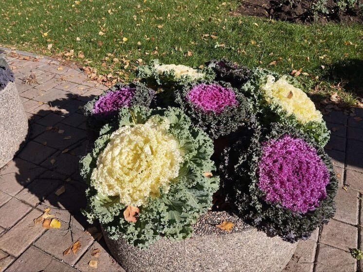 Клумбы Кисловодска украшают морозостойкой капустой