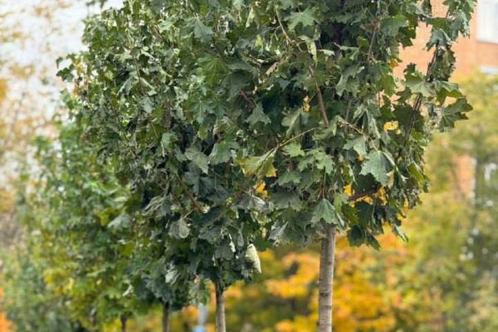 Владислав Шапша делает ставку на крупномеры