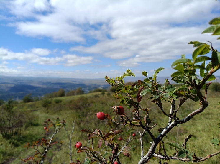 Филиппова канитель в Ставрополе: «сам Филипп к печи прилип»