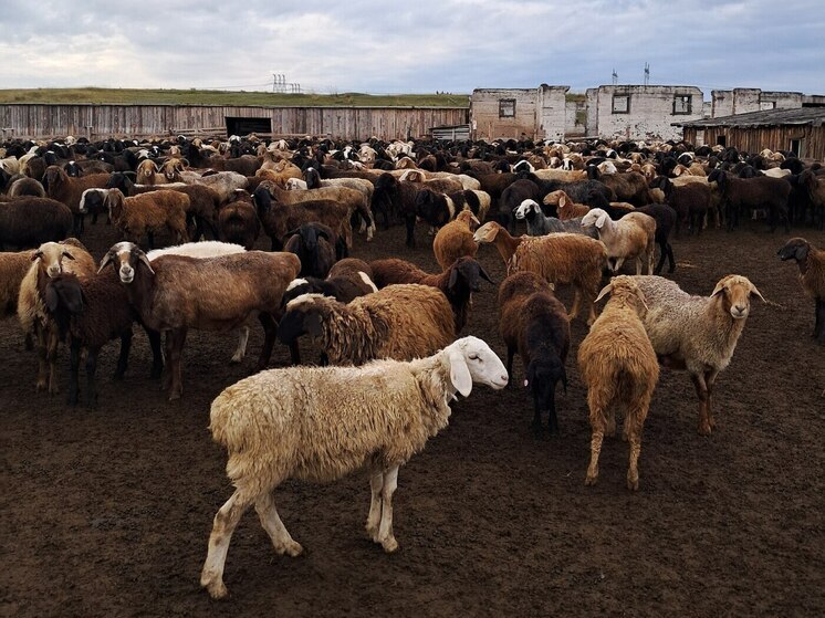 Хакасским фермерам грозят санкции за маленькое поголовье скота