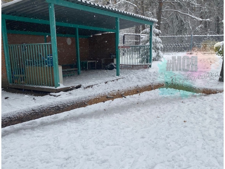 Сосна упала на мальчика в детском саду в Новосибирске